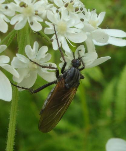 Empis tessellata